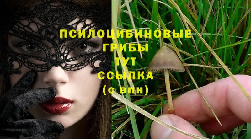 Псилоцибиновые грибы MAGIC MUSHROOMS  MEGA как войти  Борисоглебск 